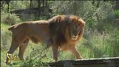 Animali da salvare, l'appello della LAV