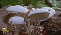 Inquinamento da plastica, l'aiuto arriva dai funghi