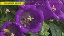 Campanula, come prendersene cura