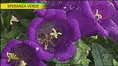Campanula, come prendersene cura