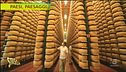 Nelle terre del Parmigiano, tutto quello che c'è da sapere