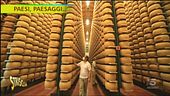 Nelle terre del Parmigiano, tutto quello che c'è da sapere