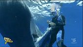 Balena chiede aiuto al sub per liberarsi dall'amo