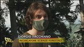 Riscaldamento globale, l'aiuto arriva dai boschi