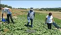 Spinaci, ecco perché fanno bene