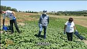 Spinaci, ecco perché fanno bene