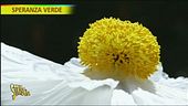 Orto botanico di Roma, tutto quello che c'è da sapere
