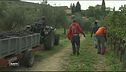 La raccolta nei vigneti grazie ai braccianti stranieri