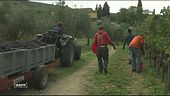 La raccolta nei vigneti grazie ai braccianti stranieri