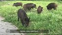 Roma, zoo capitale