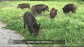 Roma, zoo capitale