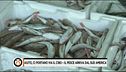 Strenua difesa del DOC