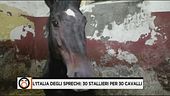 L'Italia degli sprechi: l'Istituto d'incremento ippico