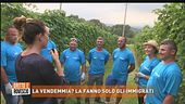 Vendemmiano solo gli immigrati