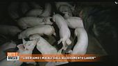 Blitz delle "iene vegane"