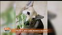 Cani vegani