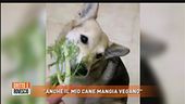 Cani vegani