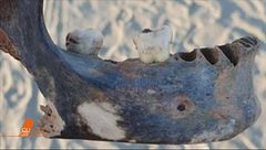 Le spoglie di Isabella Noventa