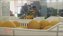 Dazi: made in Italy sotto assedio