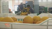 Dazi: made in Italy sotto assedio
