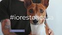 #iorestoacasa: nuove start-up lavorano per il benessere dei nostri amici a 4 zampe