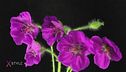Flower power