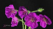 Flower power
