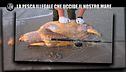 PELAZZA: F.a.d., ecco la pesca illegale che distrugge il mare Mediterraneo