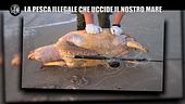 PELAZZA: F.a.d., ecco la pesca illegale che distrugge il mare Mediterraneo