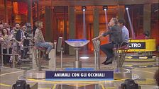 Animali con gli occhiali