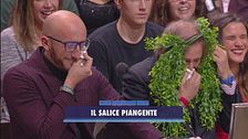 Il salice piangente