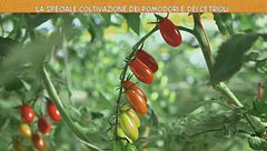 Campagna, che passione