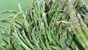 I segreti degli asparagi