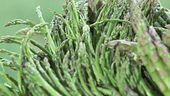 I segreti degli asparagi