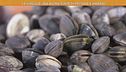 Gianluca  Mech: tutto sulle vongole