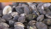 Gianluca  Mech: tutto sulle vongole