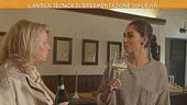 Il vino veneto: storia, tradizioni e cultura antichissima