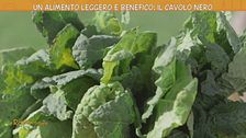 Il cavolo nero