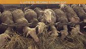 Il latte del pecorino toscano Dop