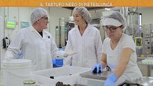 Il tartufo nero di Pietralunga