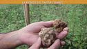 La ricerca del tartufo bianco