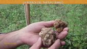 La ricerca del tartufo bianco