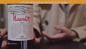 I vitigni francesi in provincia di Terni