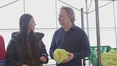 Il radicchio variegato Igp