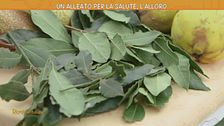 L'alloro