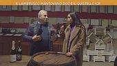 Il Lambrusco mantovano DOP e il Quistello IGP
