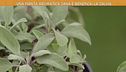 La salvia