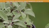 La salvia