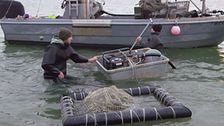 Le vongole di Goro