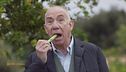 Le puntarelle